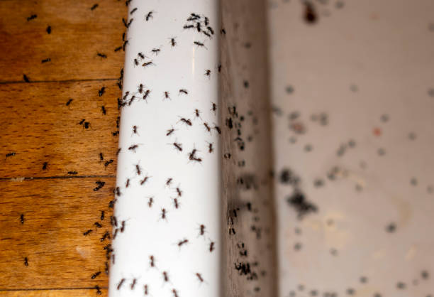 Best Ant Control Services  in Olivet, NJ